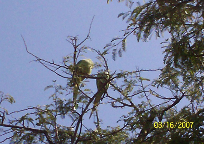 プロモーションビデオインド